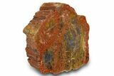 Colorful, Polished Petrified Wood (Araucarioxylon) - Arizona #371669-1